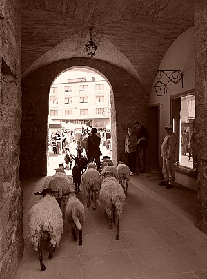 PARTICOLARE SAGRA DEL PRUGNOLO E I GIORNI DEL PASTORE OGNI MAGGIO